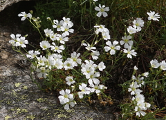 Cerastium uniflorum