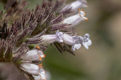 Eriodictyon traskiae