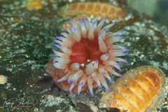 Epiactis australiensis