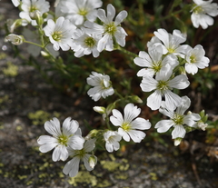 Cerastium uniflorum