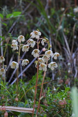 Pyrola morrisonensis