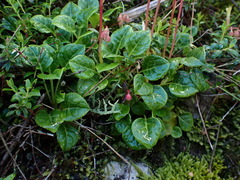 Pyrola morrisonensis