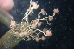 Ectopleura marina