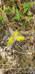 Sedum radiatum