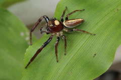 Opisthoncus mordax