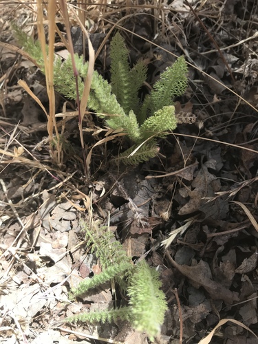 iNaturalist observation photo of common yarrow