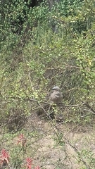 Pseudonigrita arnaudi