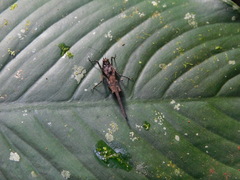 Falconius clavitarsis
