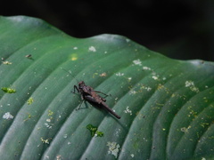 Falconius clavitarsis