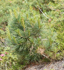 Pinus cembra
