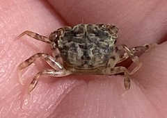 Rhithropanopeus harrisii