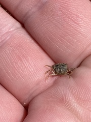 Rhithropanopeus harrisii