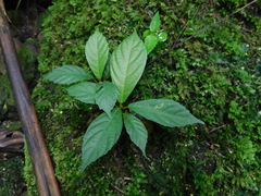 Ficus montana