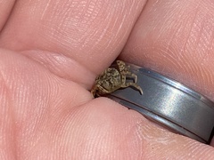 Rhithropanopeus harrisii