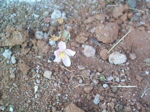 Anacampserotaceae image