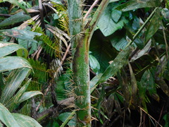 Plectocomia elongata