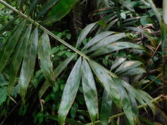 Plectocomia elongata