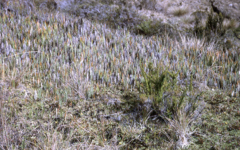 Gleichenia vulcanica
