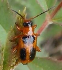Phyllobrotica decorata