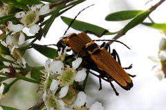 Chauliognathus flavipennis