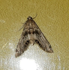Petrophila fulicalis