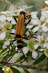Chauliognathus flavipennis