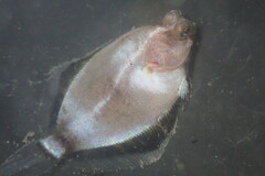 Pleuronichthys