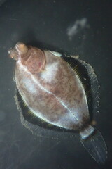 Pleuronichthys