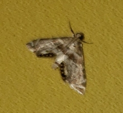 Petrophila fulicalis