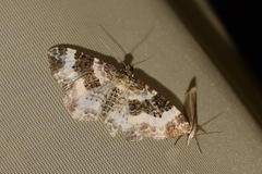 Epirrhoe rivata
