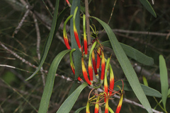 Lorantheae