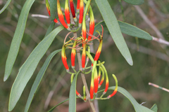 Lorantheae
