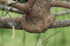 Lorantheae