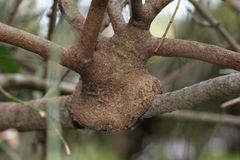 Lorantheae