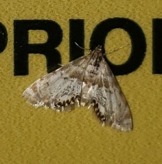 Petrophila fulicalis