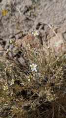 Eremogone macradenia