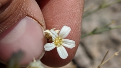 Eremogone macradenia