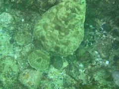 Pleuronichthys coenosus