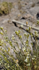 Eremogone macradenia