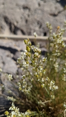 Eremogone macradenia