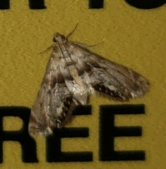 Petrophila fulicalis