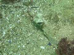 Pleuronichthys coenosus