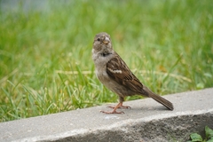 Passer domesticus