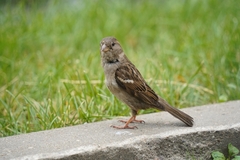 Passer domesticus