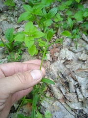 Cerastium pauciflorum