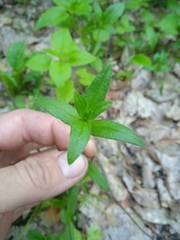 Cerastium pauciflorum