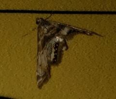 Petrophila fulicalis