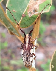 Cremnosterna carissima