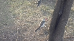 Tockus erythrorhynchus