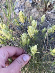 Castilleja pallida caudata